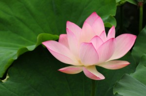 Merciful Heavens ThetaHealing Lotus