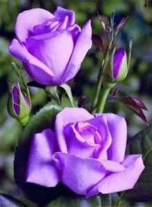 Love-Unreasonably-Purple-Roses-Lynda-Chaikin-Merciful-Heavens-Theta-Healing